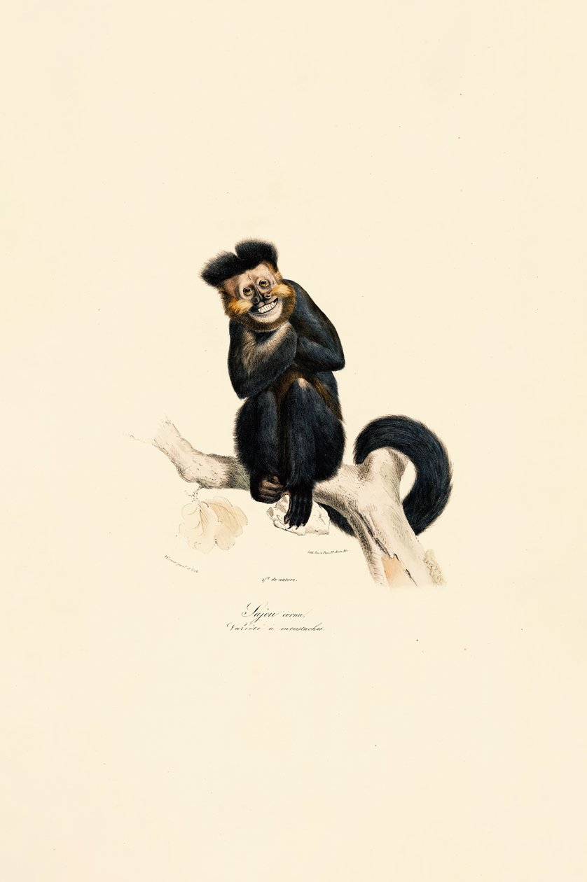  av Jacques Christophe Werner