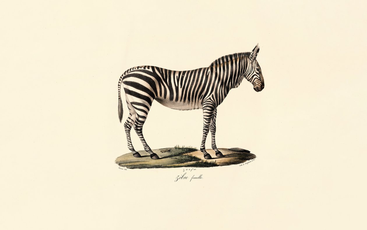 Slettesebra, hunn av Jacques Christophe Werner