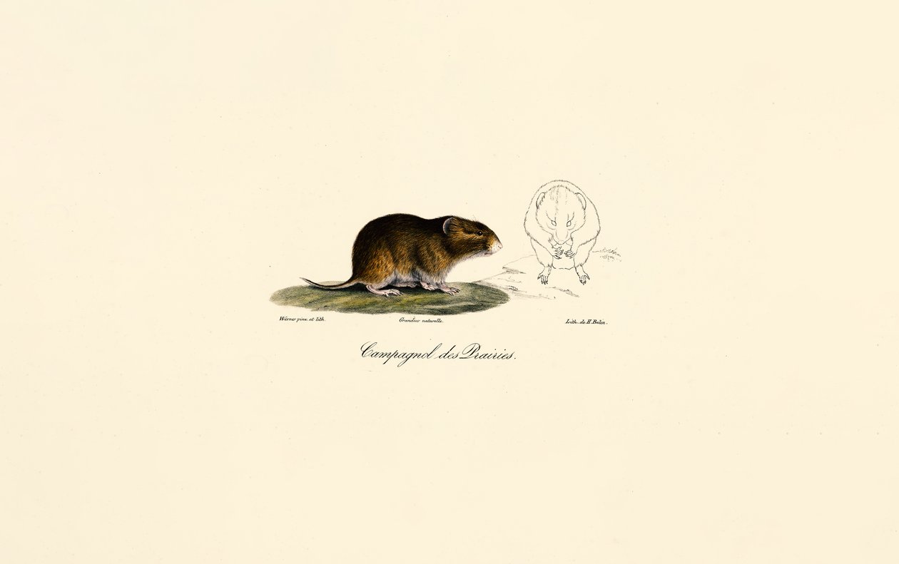 Præriemus (Præriemus) av Jacques Christophe Werner