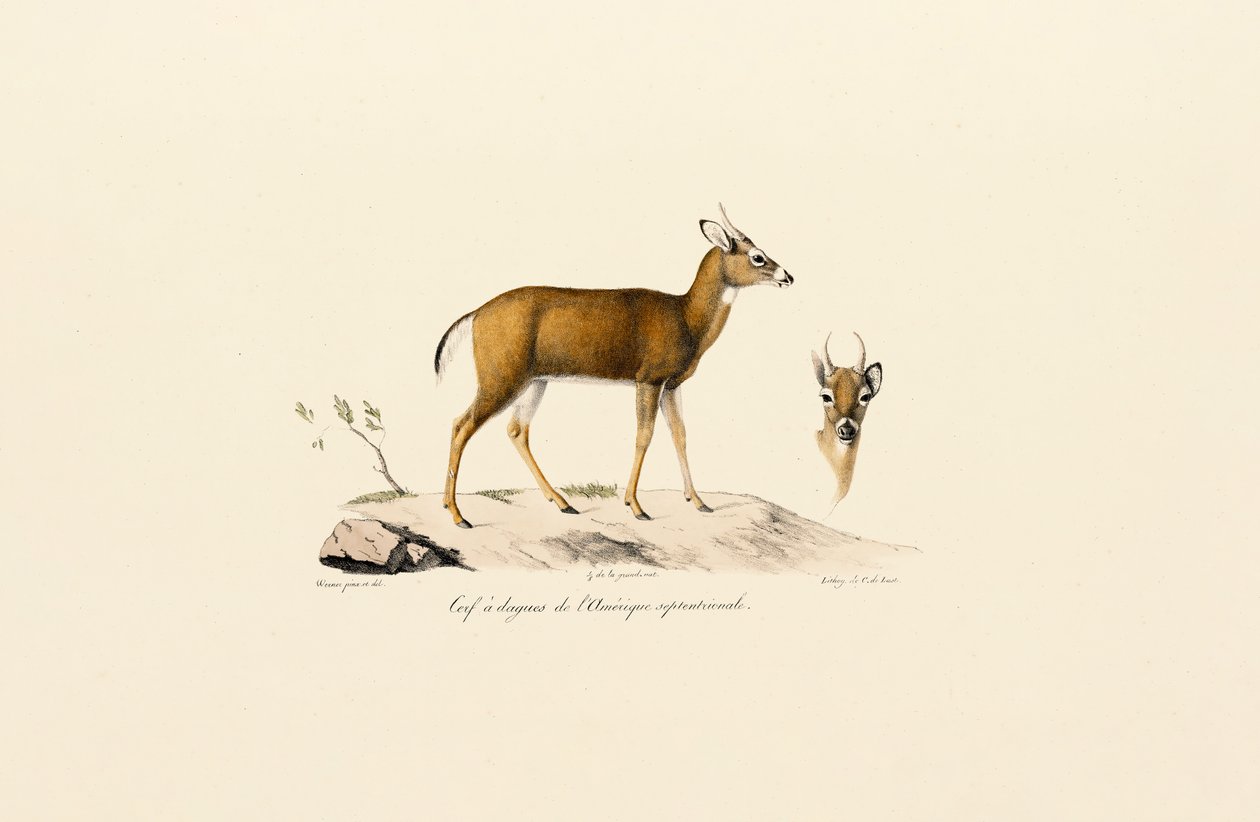Pronghornantilope av Jacques Christophe Werner