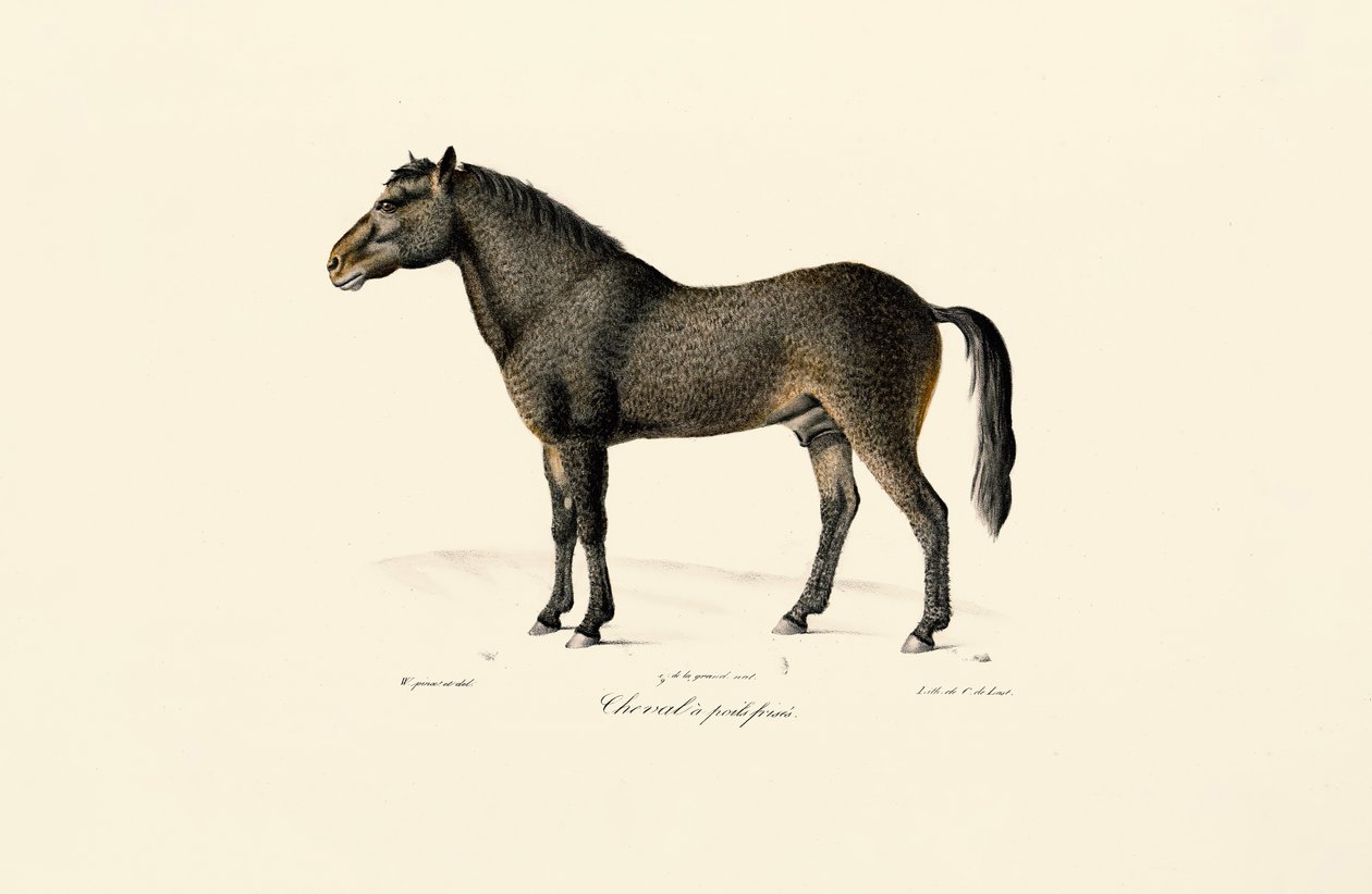 Przewalskis hest av Jacques Christophe Werner