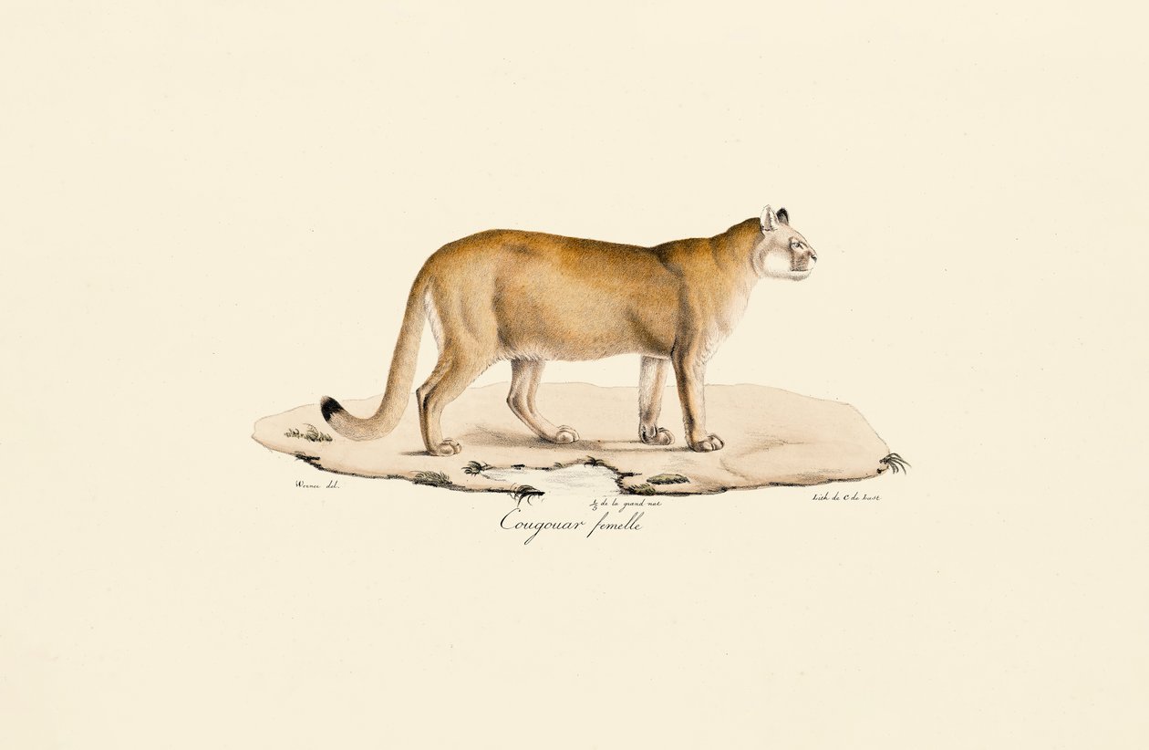 Puma, hunn av Jacques Christophe Werner
