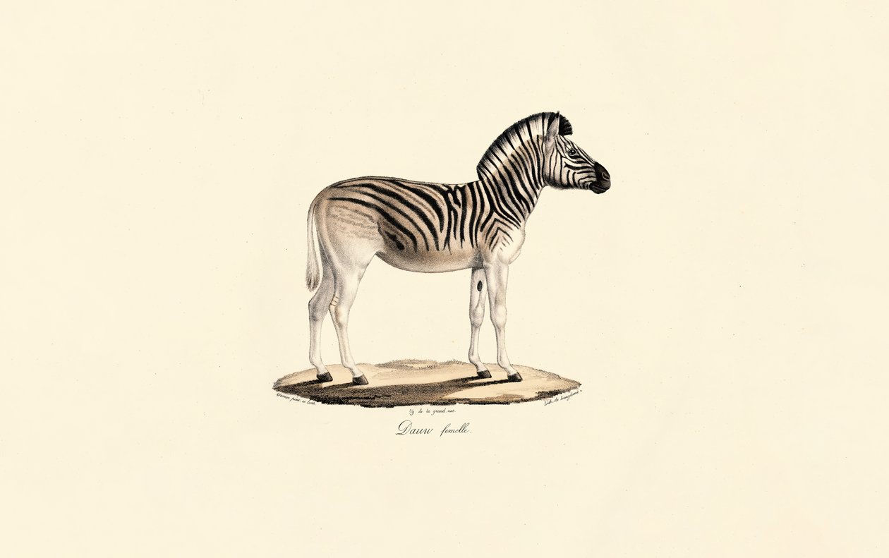 Kvakga, hunn av Jacques Christophe Werner