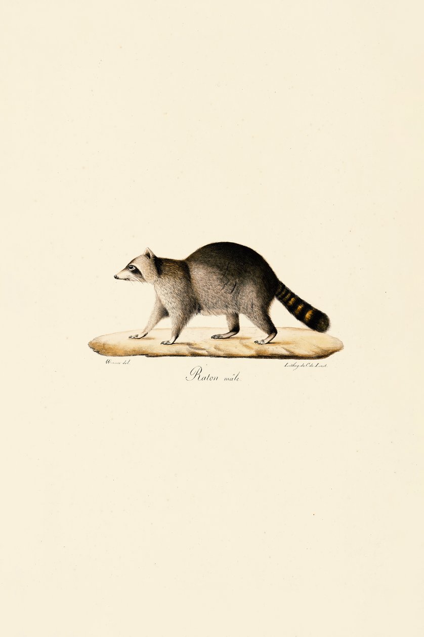 Vaskebjørn (hann) av Jacques Christophe Werner