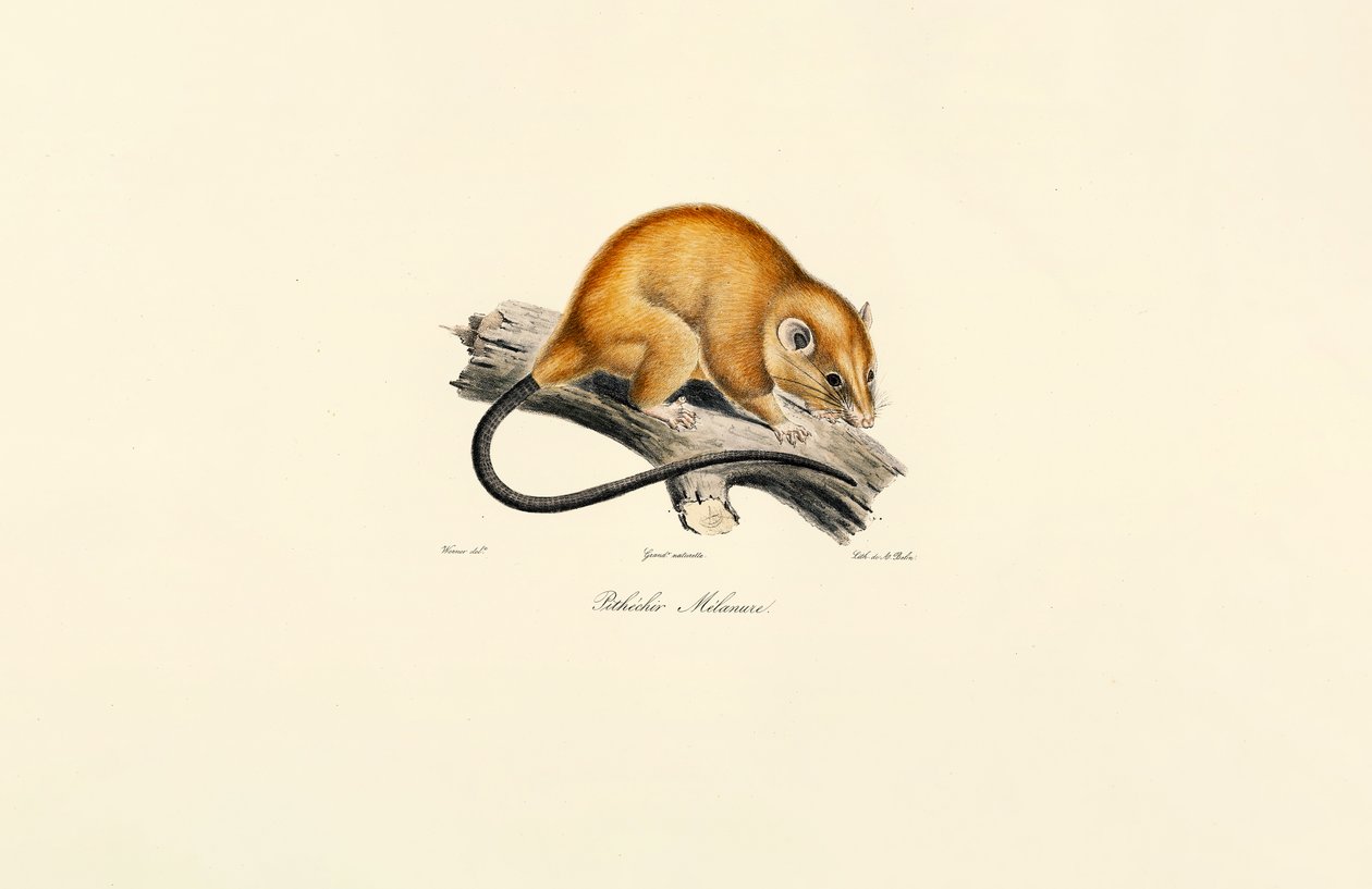 Rødbukekorn (Pithécidie Mélanure) av Jacques Christophe Werner