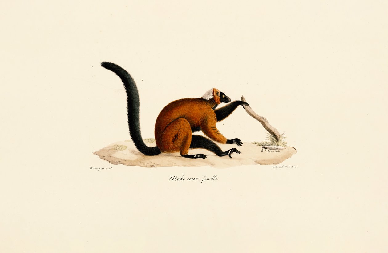 Rødpannet lemur av Jacques Christophe Werner