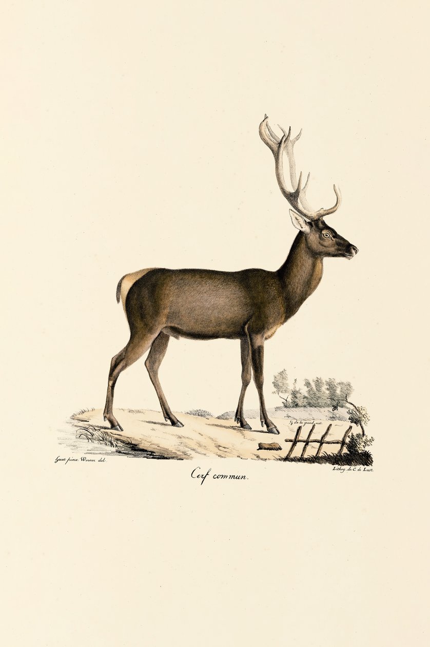 Rød hjort av Jacques Christophe Werner