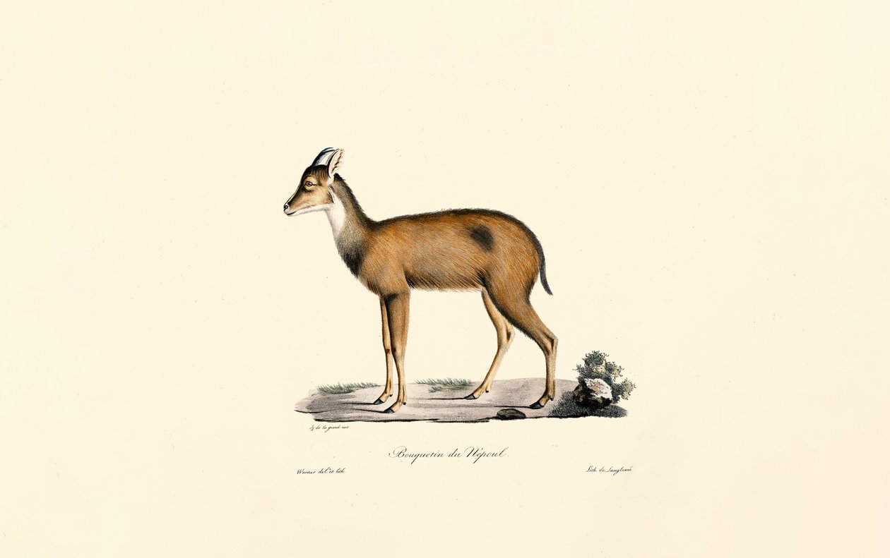 Rød skogsduiker av Jacques Christophe Werner