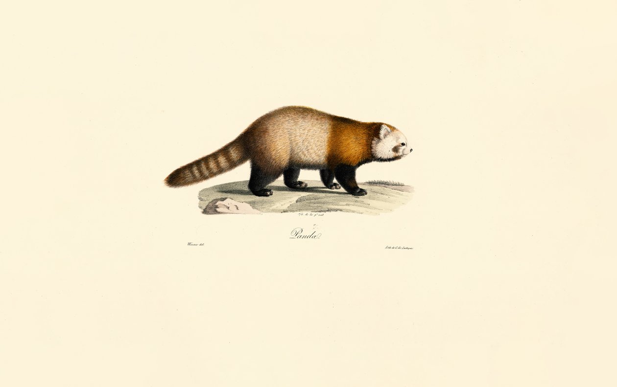 Rød panda (Ailurus fulgens) av Jacques Christophe Werner