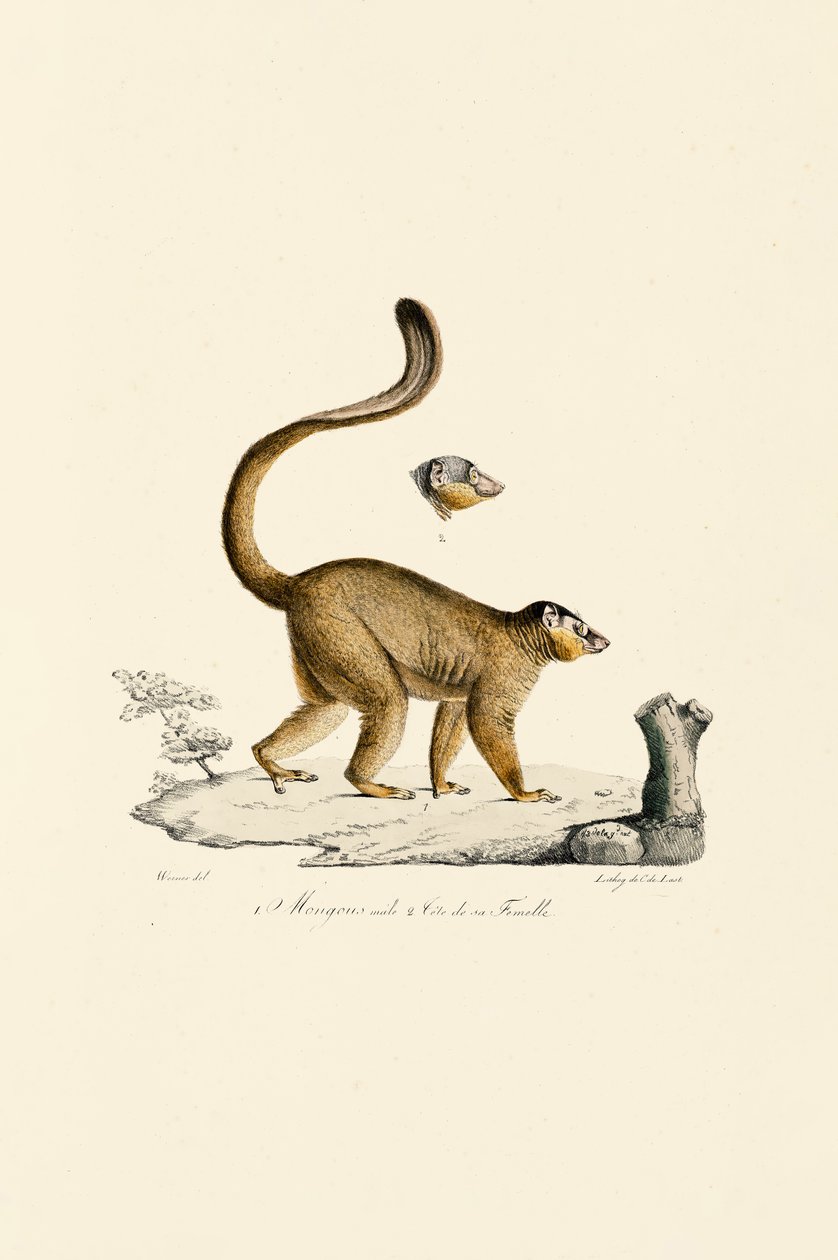 Rød ruffet lemur hann- og hunnhode av Jacques Christophe Werner