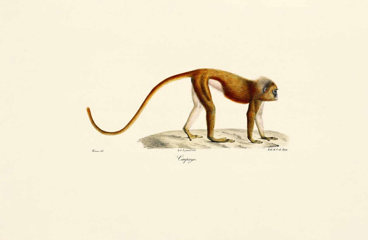 Røde slanke lorier (Loris tardigradus) av Jacques Christophe Werner