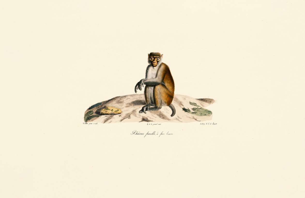  av Jacques Christophe Werner