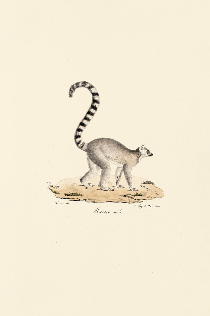  av Jacques Christophe Werner