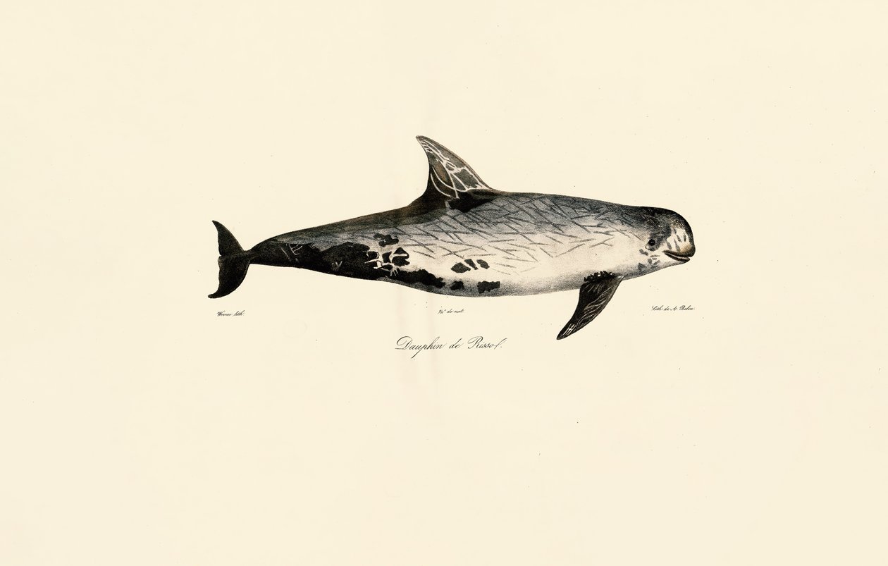 Rissos delfin av Jacques Christophe Werner