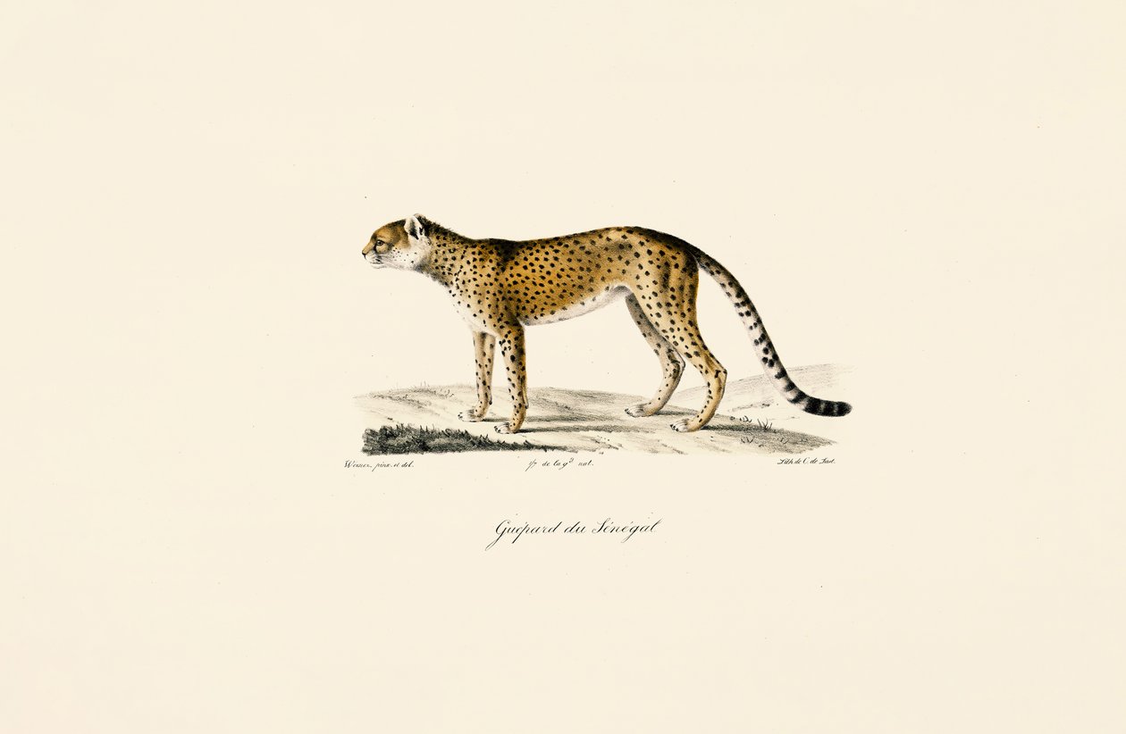Senegal-gepard av Jacques Christophe Werner