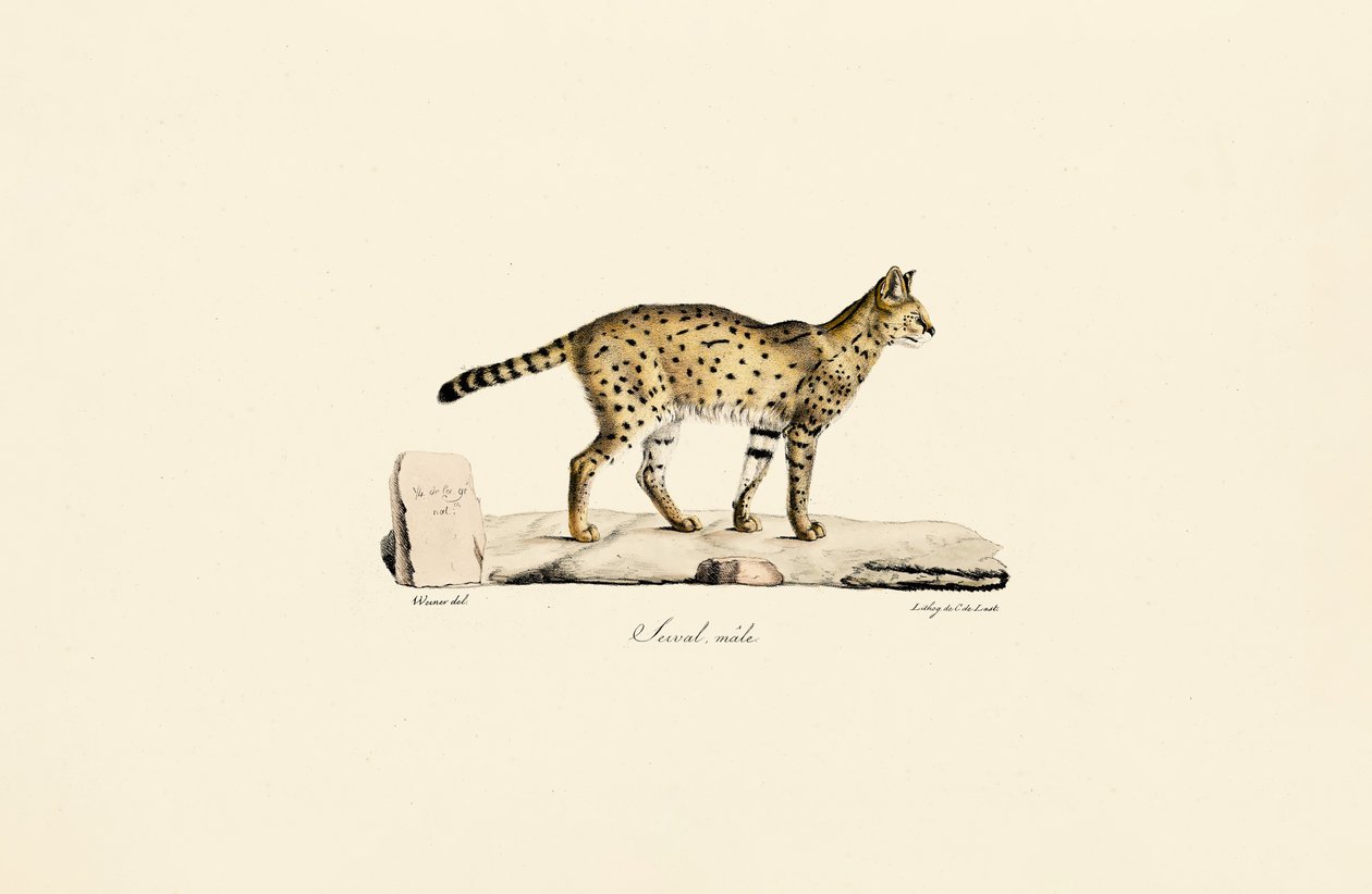 Kant, sjakk av Jacques Christophe Werner