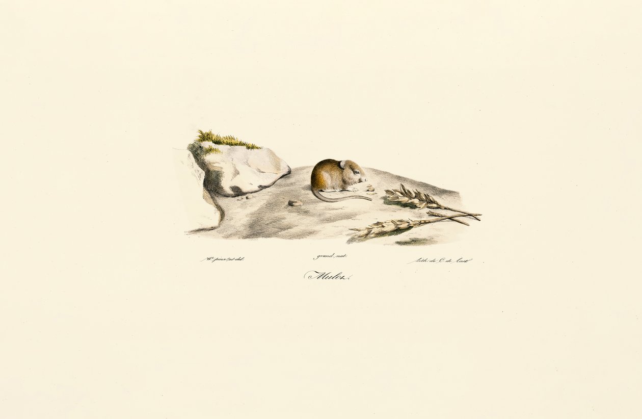 Shaws Jird (Mérion) av Jacques Christophe Werner