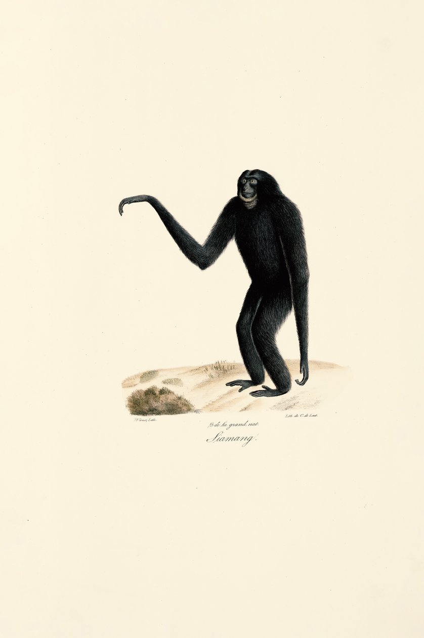  av Jacques Christophe Werner