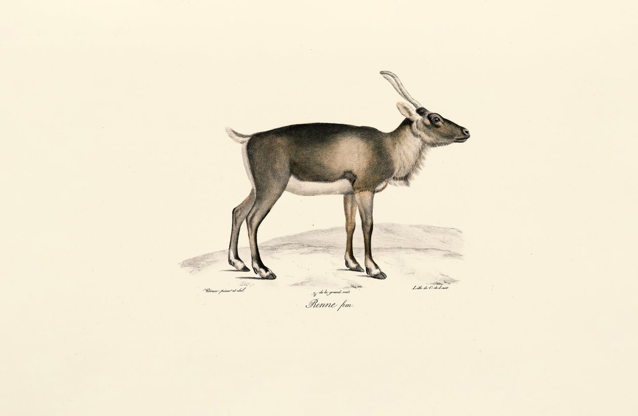 Sibirsk moskushjort (Moschus moschiferus) av Jacques Christophe Werner