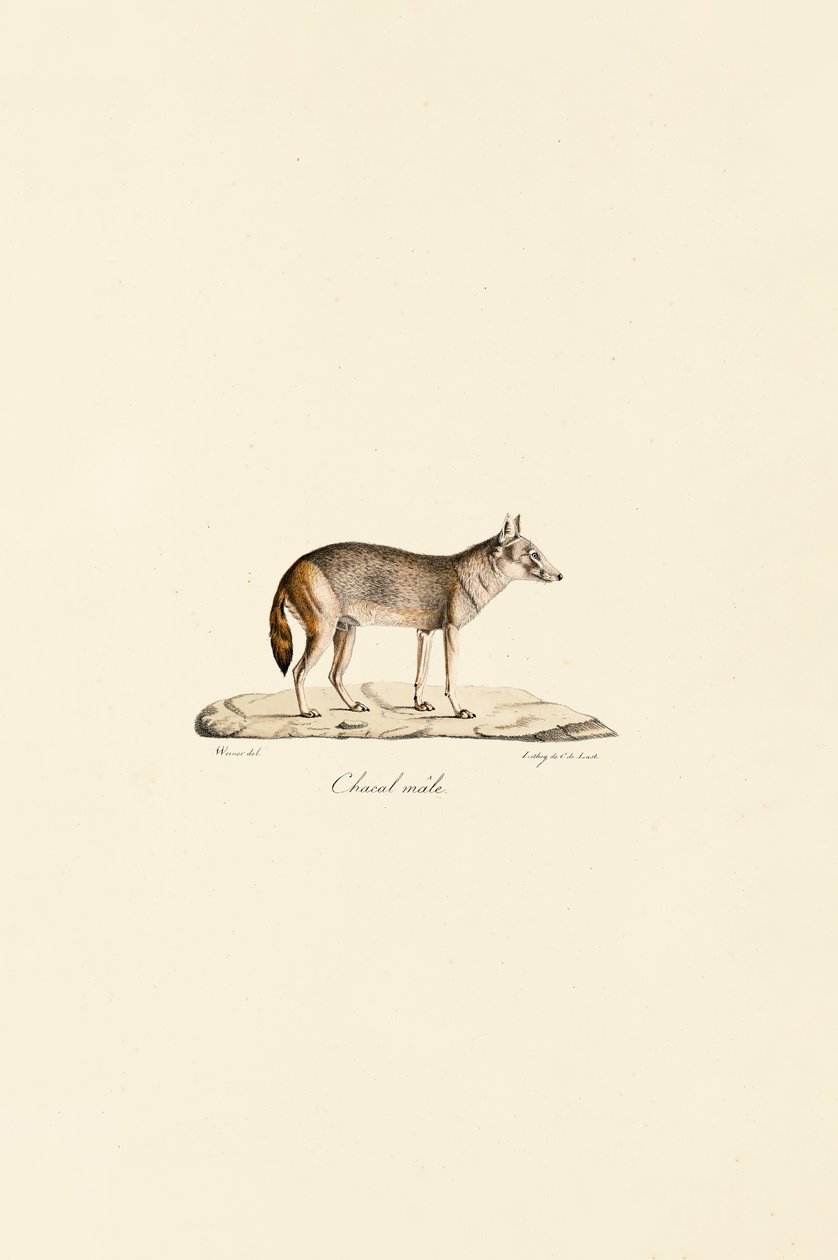 Sidestripet sjakal av Jacques Christophe Werner