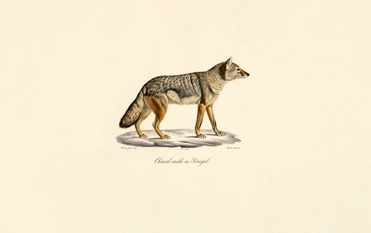 Sidestripet sjakal fra Senegal av Jacques Christophe Werner