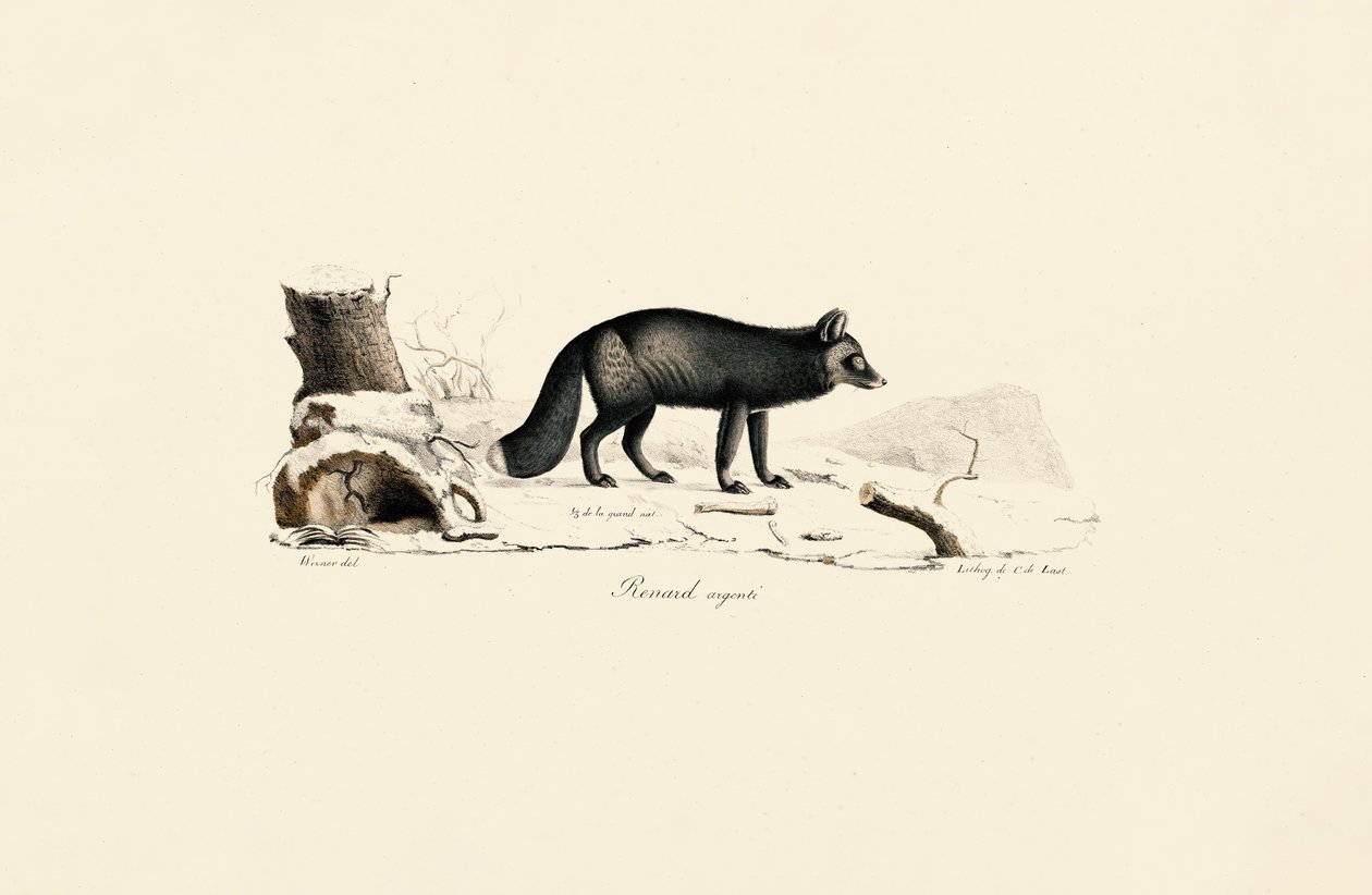 Sølvrev av Jacques Christophe Werner