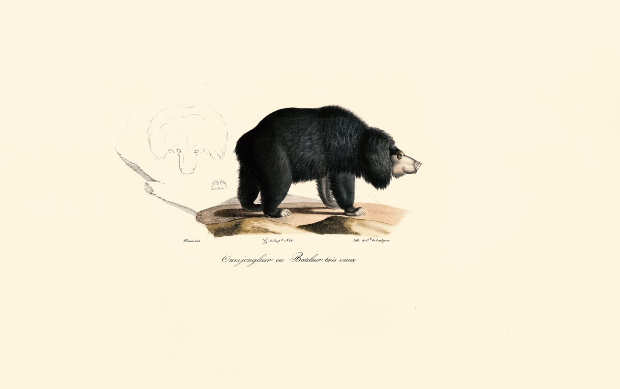 Dovendyrbjørn (gammel sjonglørbjørn) av Jacques Christophe Werner