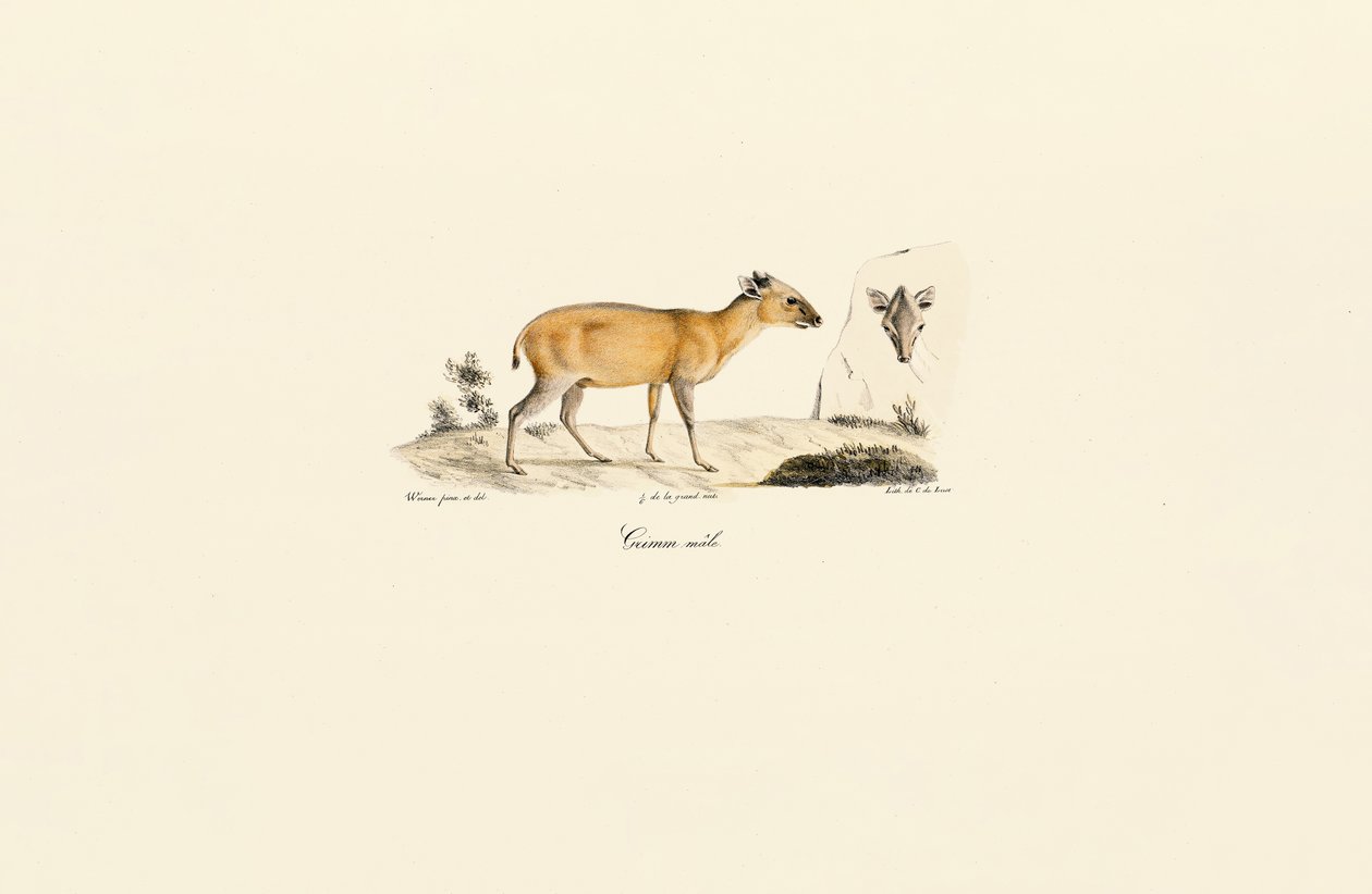  av Jacques Christophe Werner