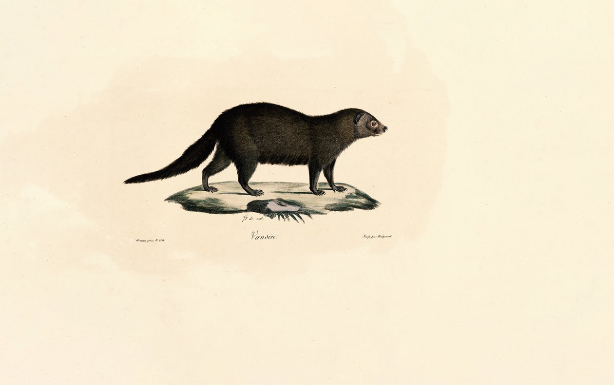 Søramerikansk Tayra av Jacques Christophe Werner