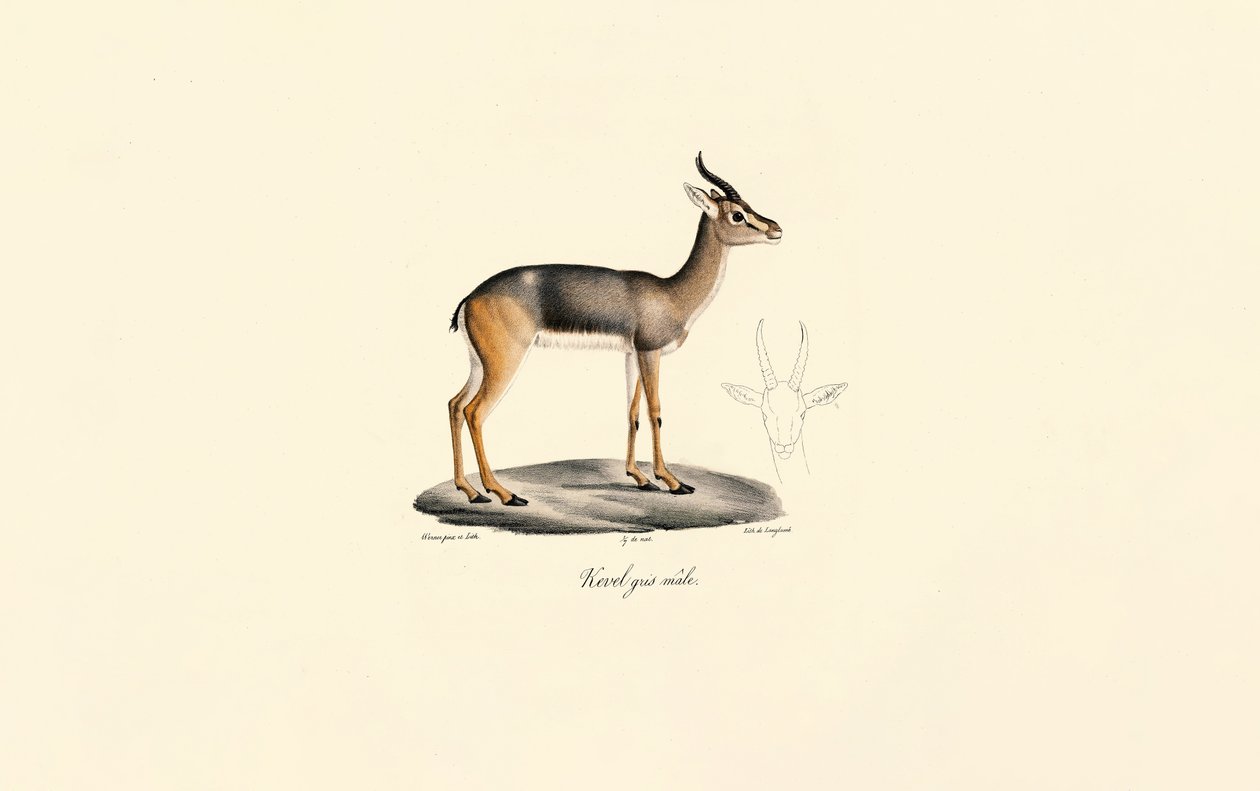 Sørlig rørbukk (Révebi-antilope, hann) av Jacques Christophe Werner