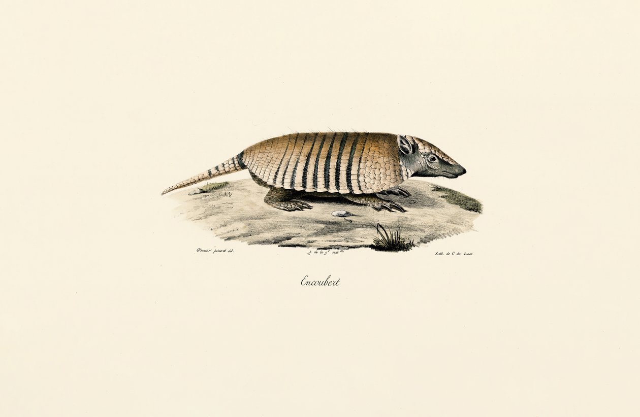 Sørlig trebåndsarmadillo av Jacques Christophe Werner