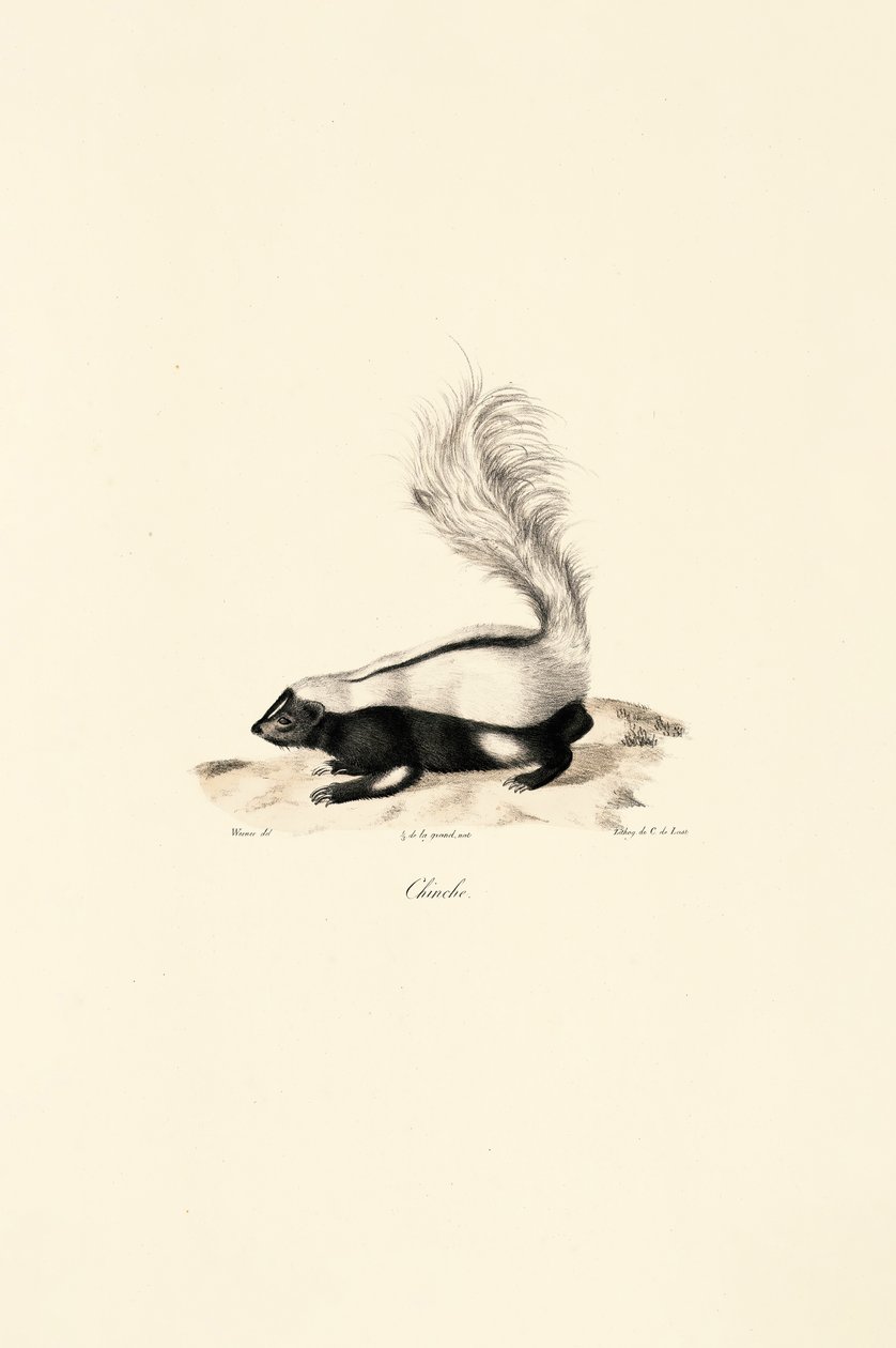 Stripete skunk av Jacques Christophe Werner