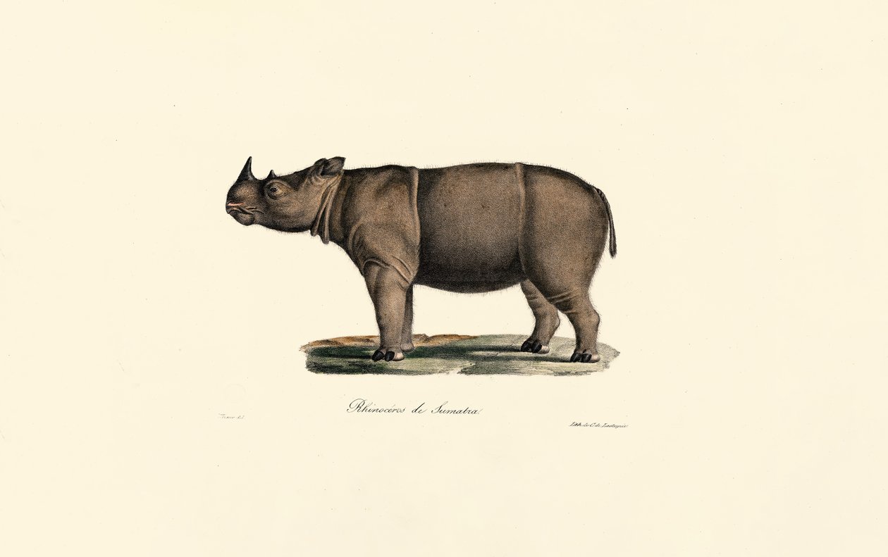 Sumatra-neshorn av Jacques Christophe Werner