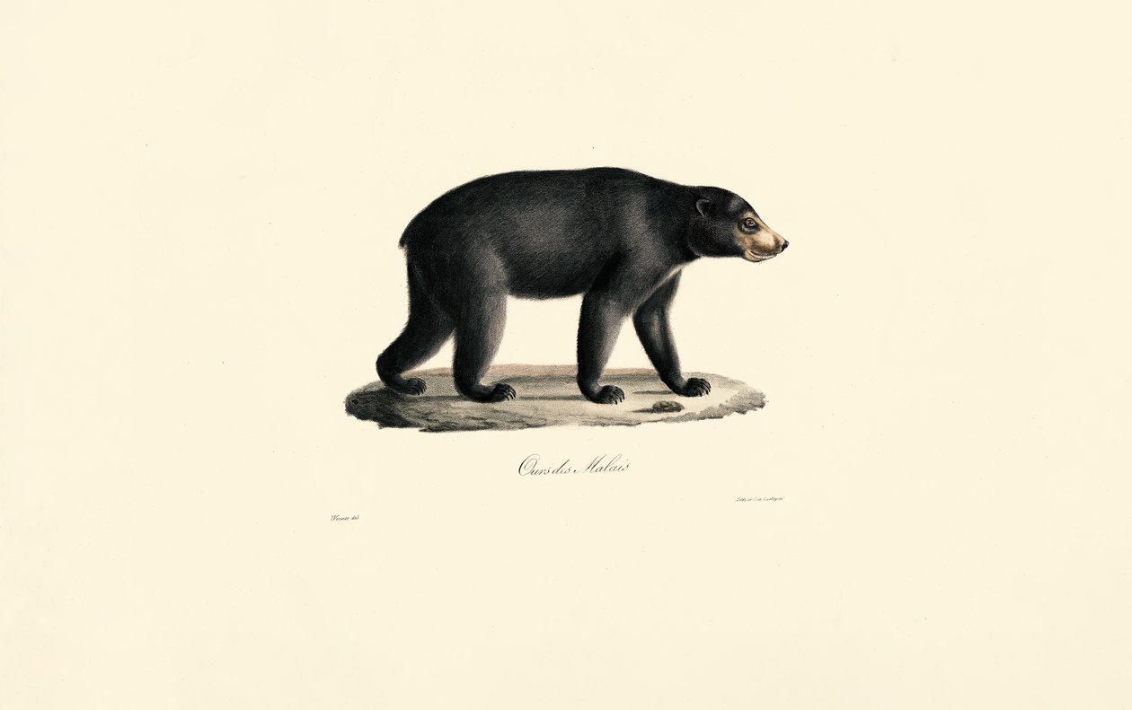  av Jacques Christophe Werner