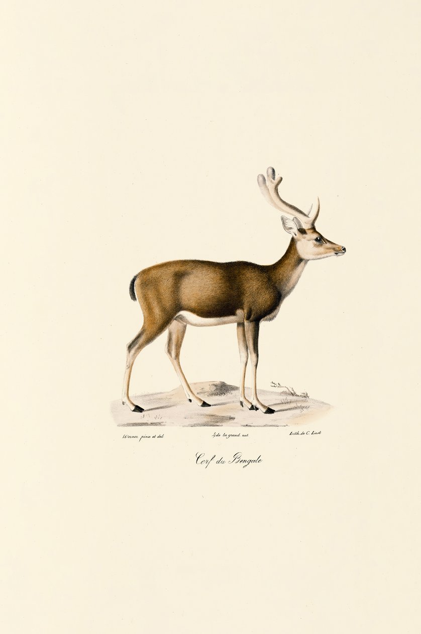 Sumphjort av Jacques Christophe Werner