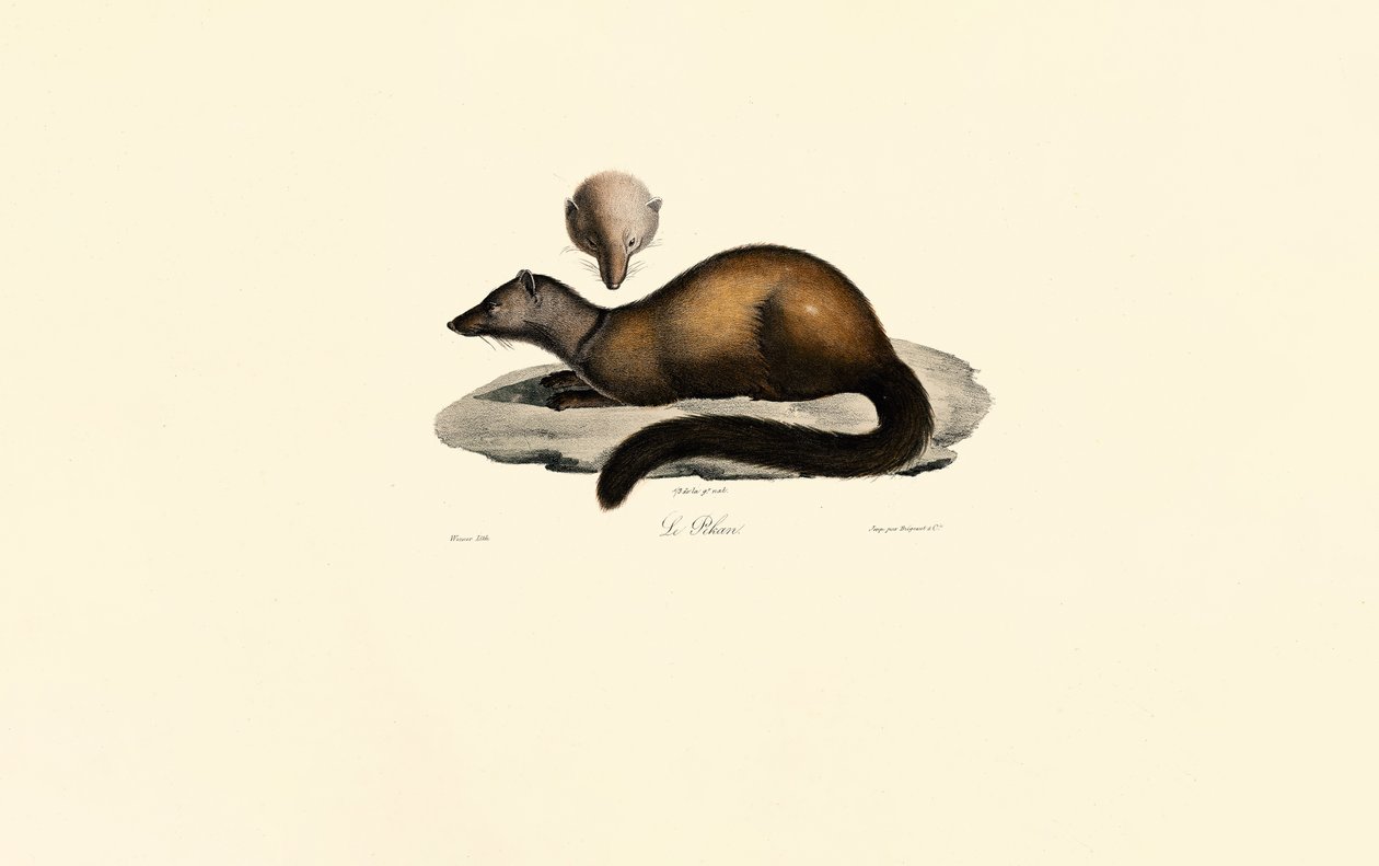 av Jacques Christophe Werner