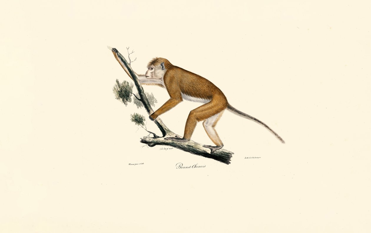  av Jacques Christophe Werner