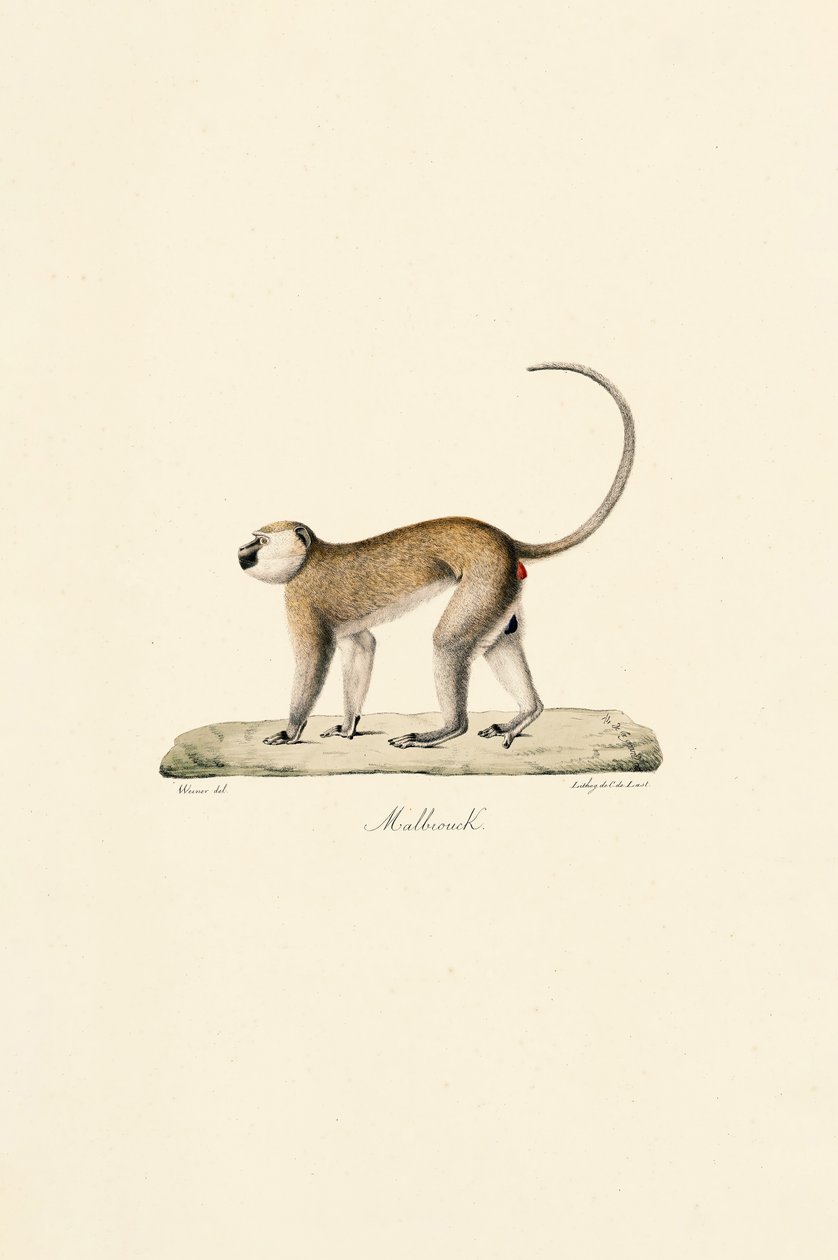 av Jacques Christophe Werner