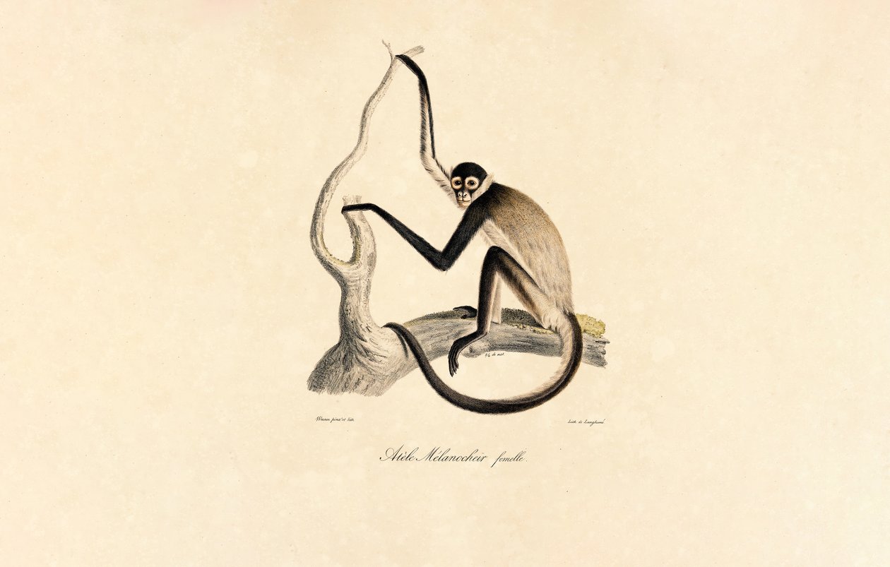  av Jacques Christophe Werner
