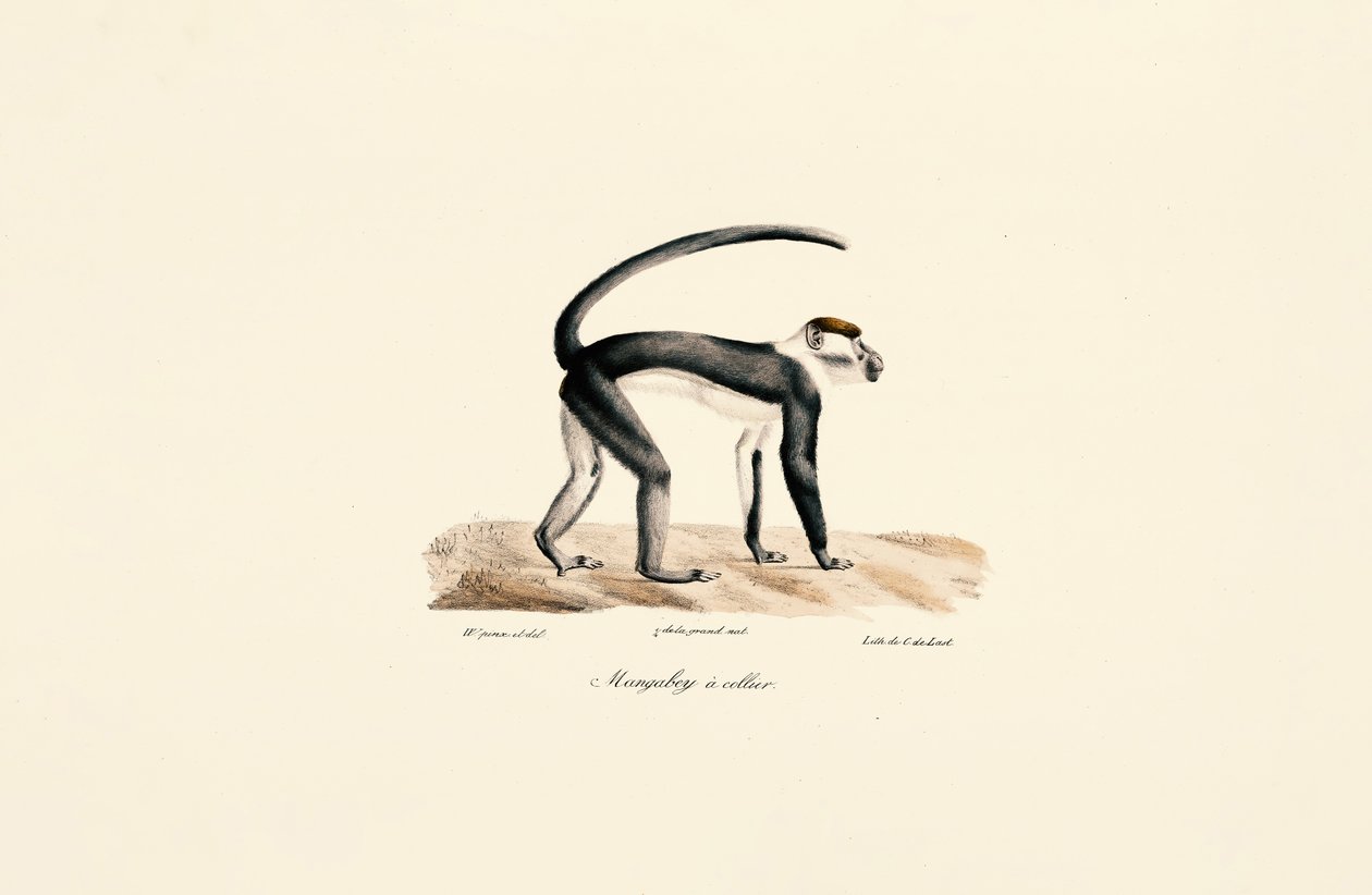  av Jacques Christophe Werner