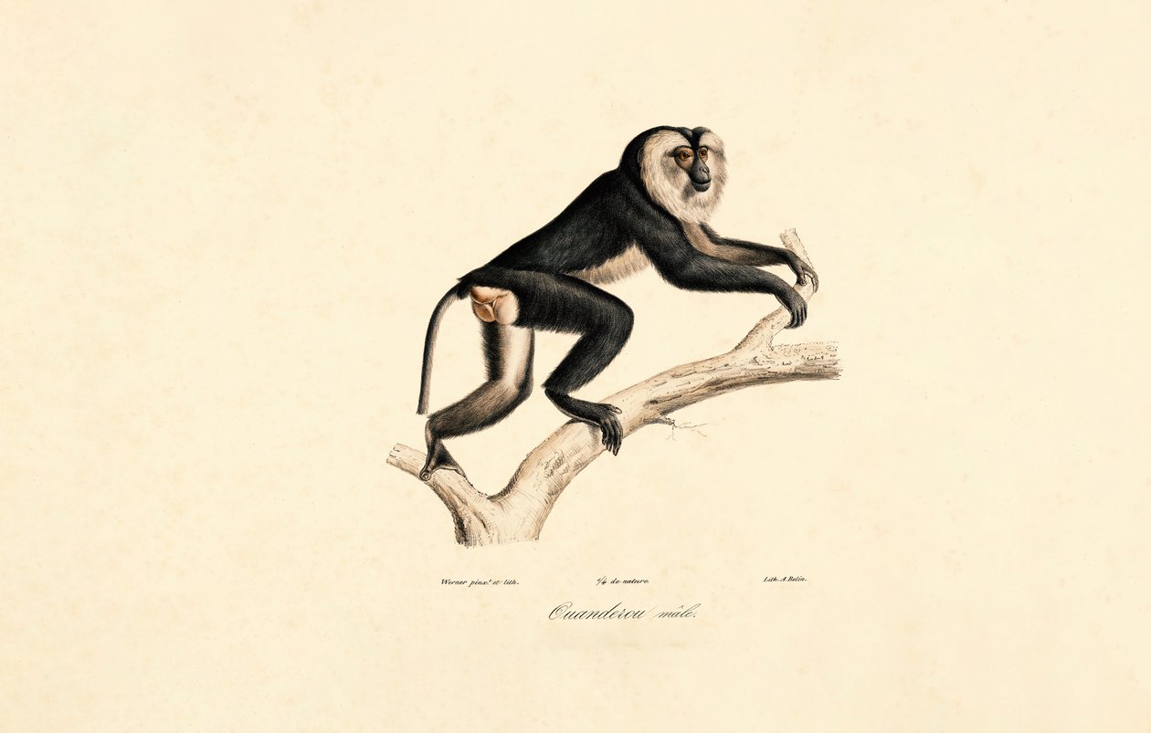 Hvitkrage Mangabey (hann) av Jacques Christophe Werner