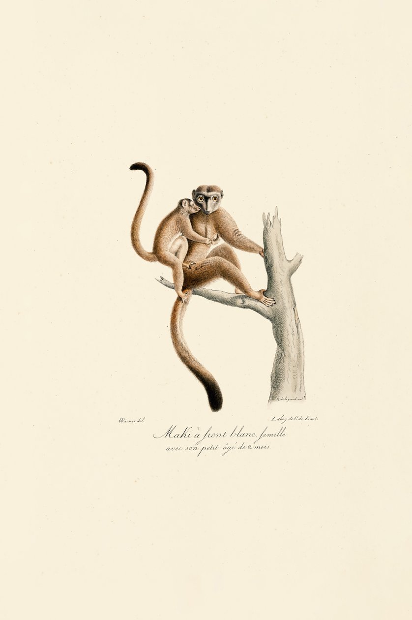 Hvitkronet mangabey med unger av Jacques Christophe Werner
