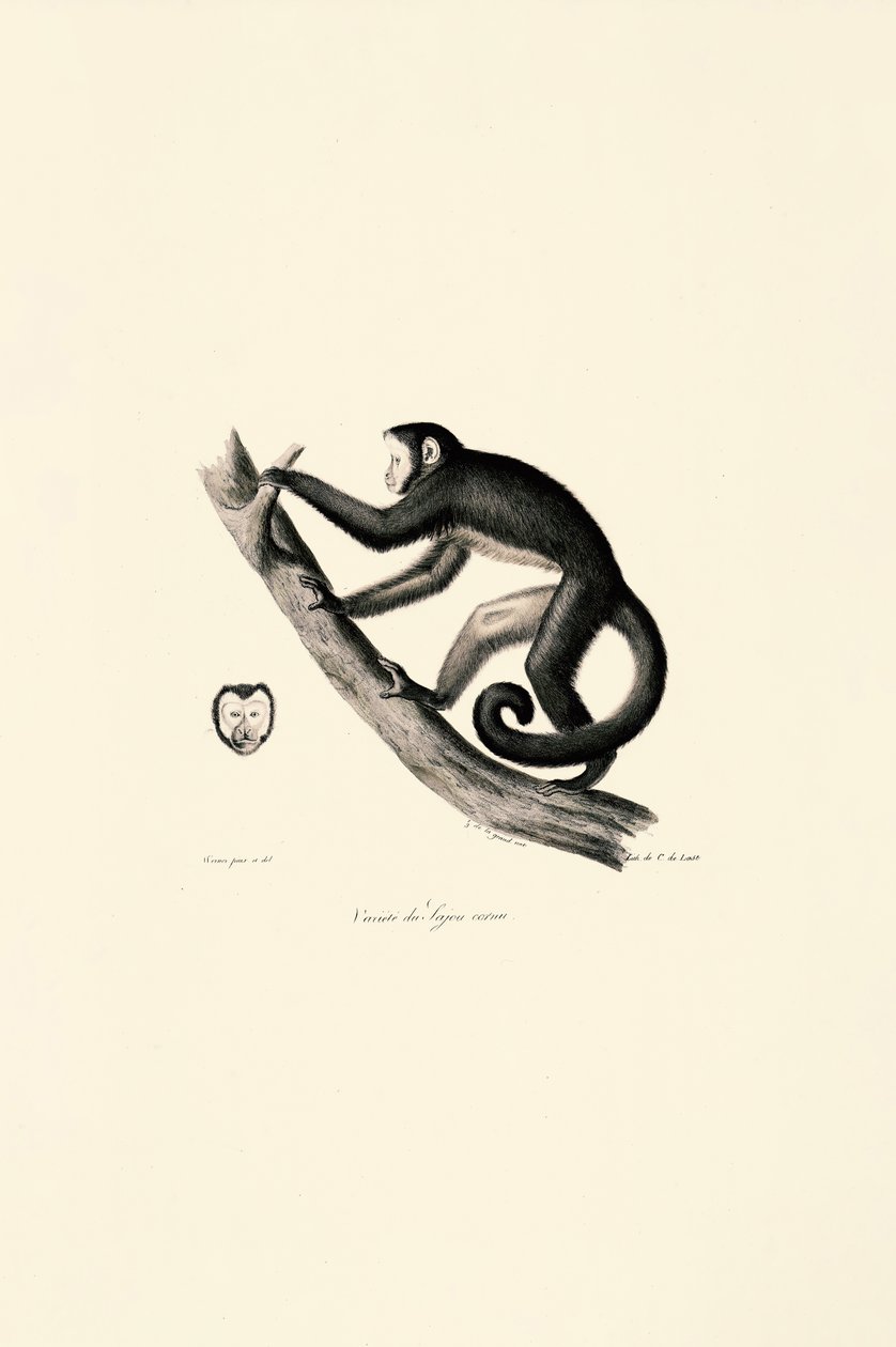  av Jacques Christophe Werner