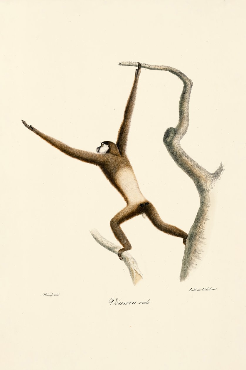  av Jacques Christophe Werner