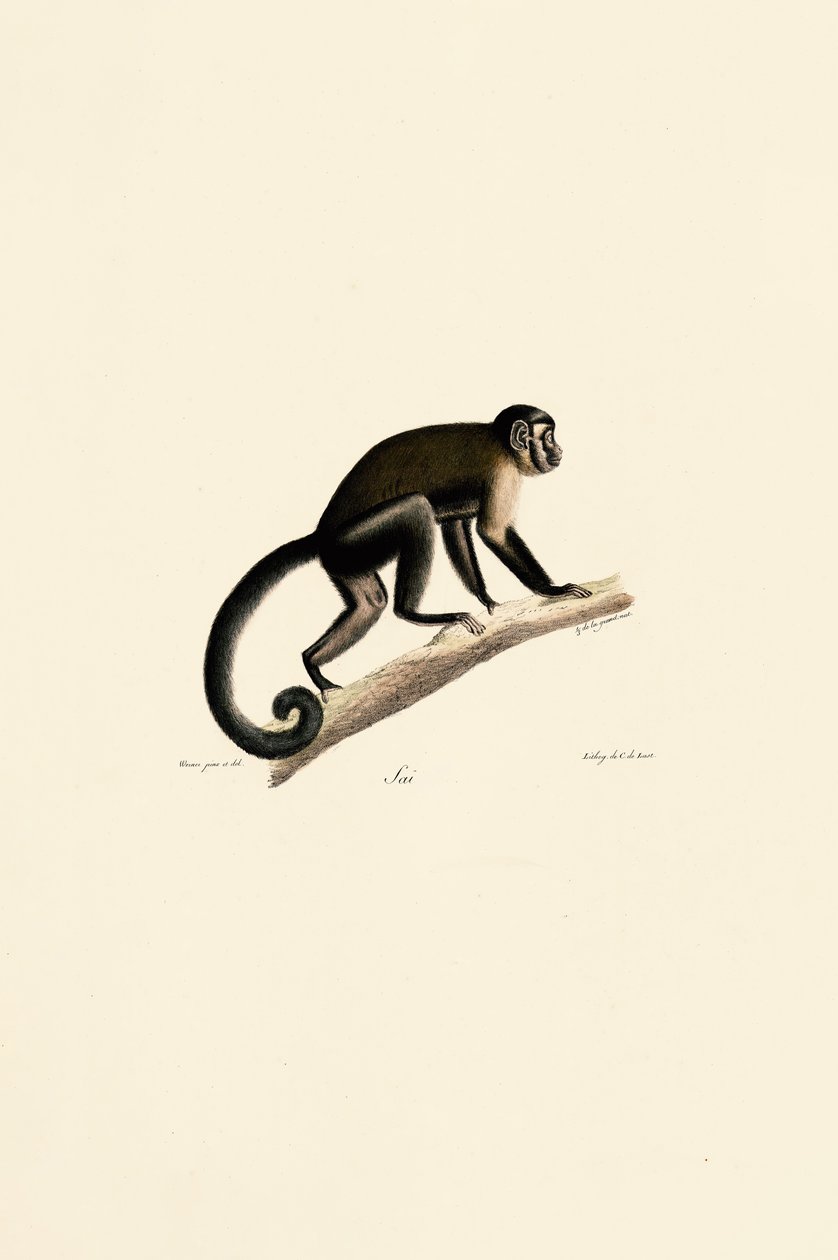  av Jacques Christophe Werner