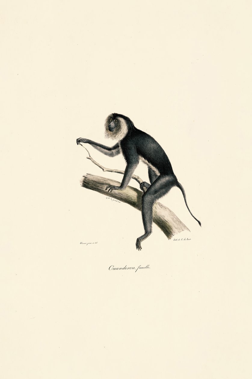  av Jacques Christophe Werner