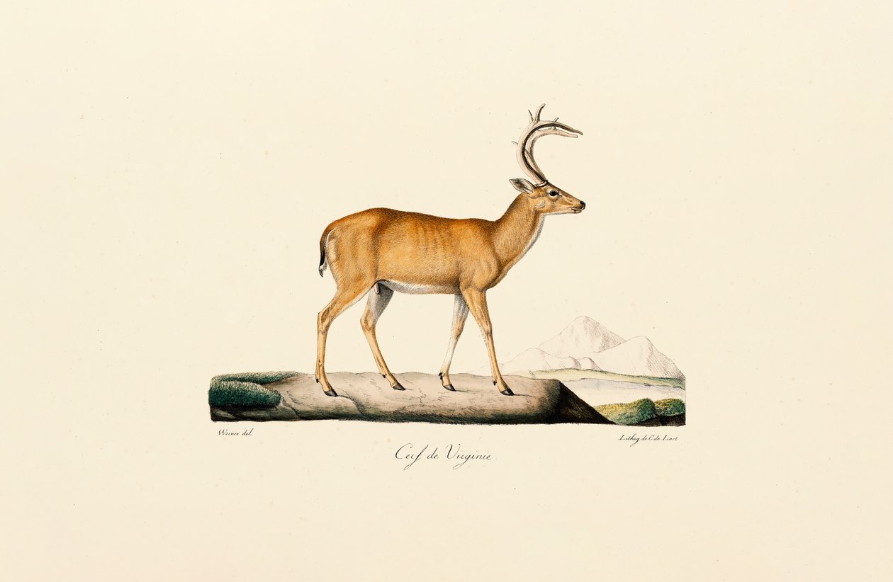  av Jacques Christophe Werner