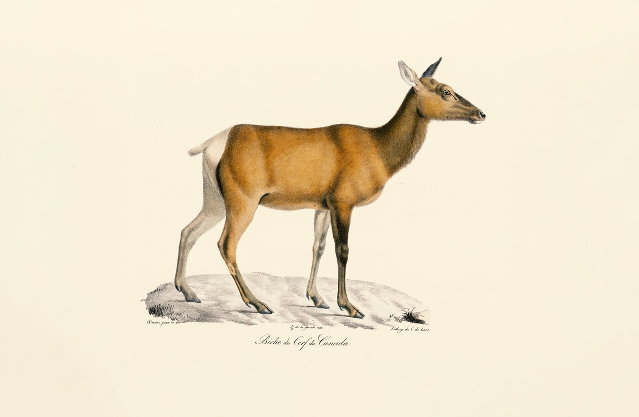 Hvithalehjort - Hunn av Jacques Christophe Werner