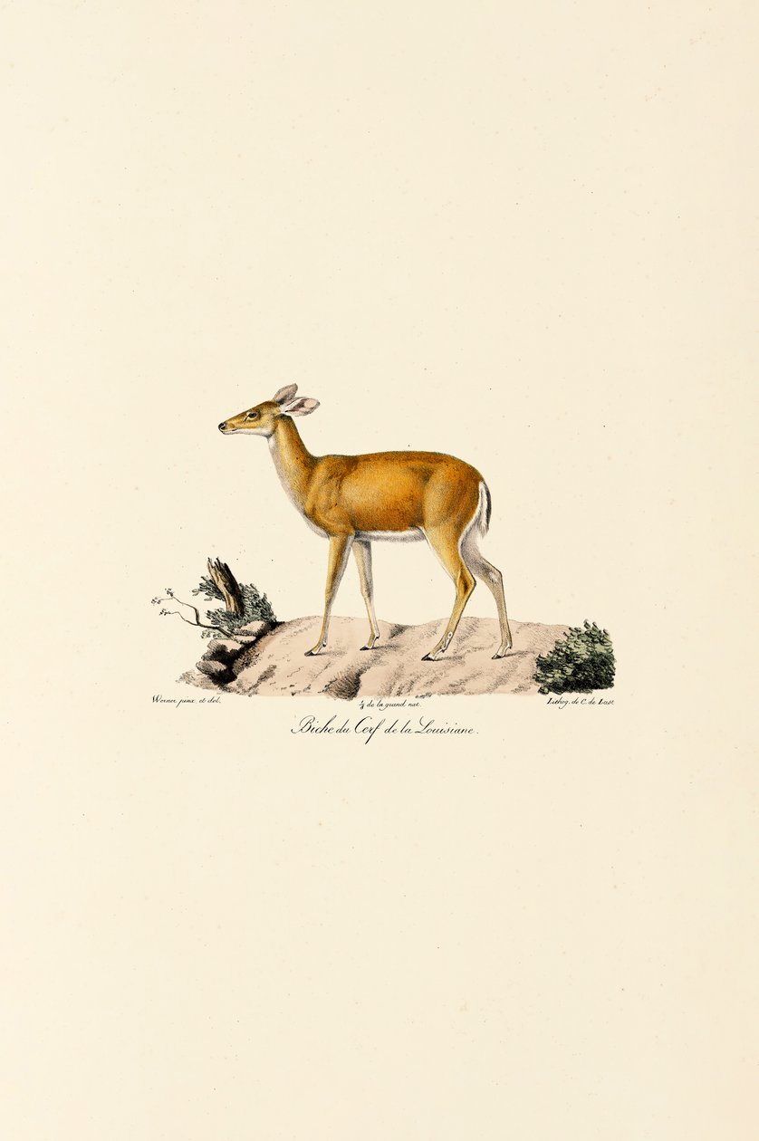 Hvithalehjort av Jacques Christophe Werner
