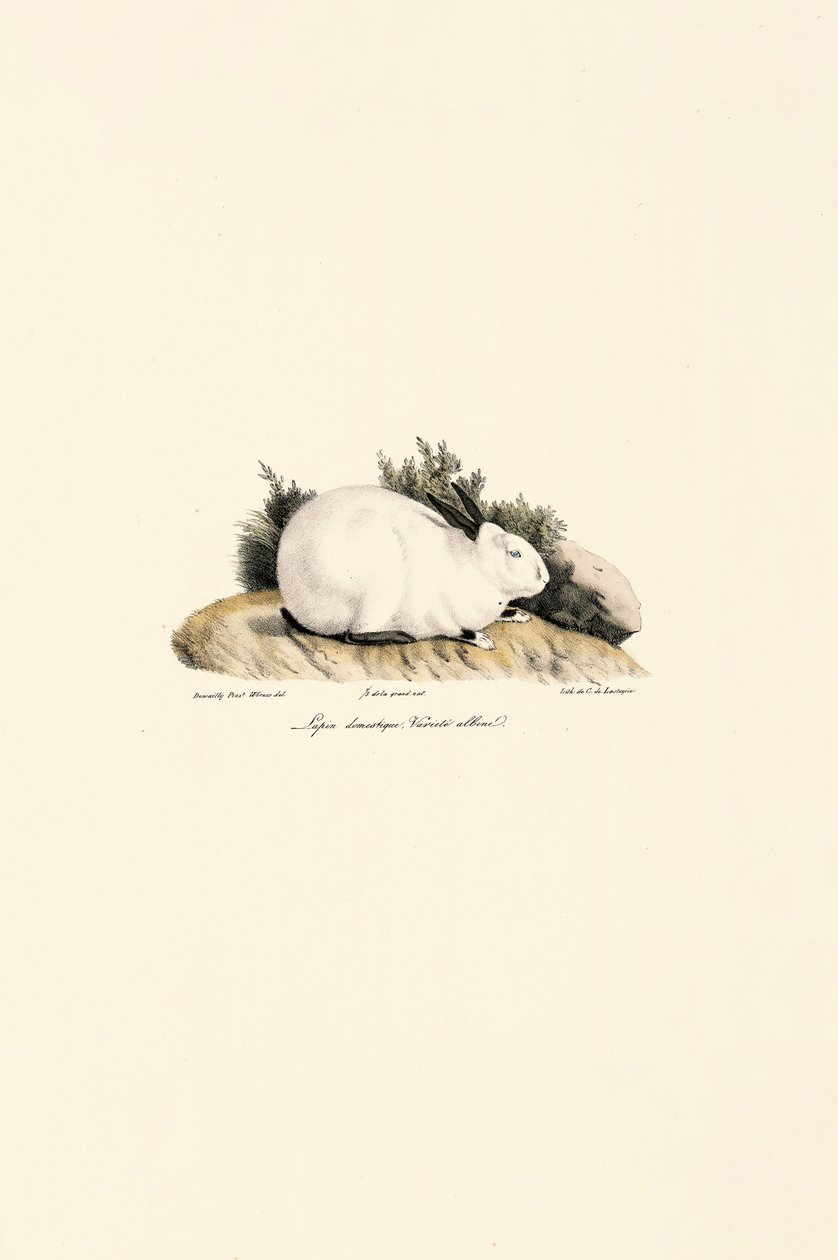 Hvit kanin (Lepus domesticus) av Jacques Christophe Werner